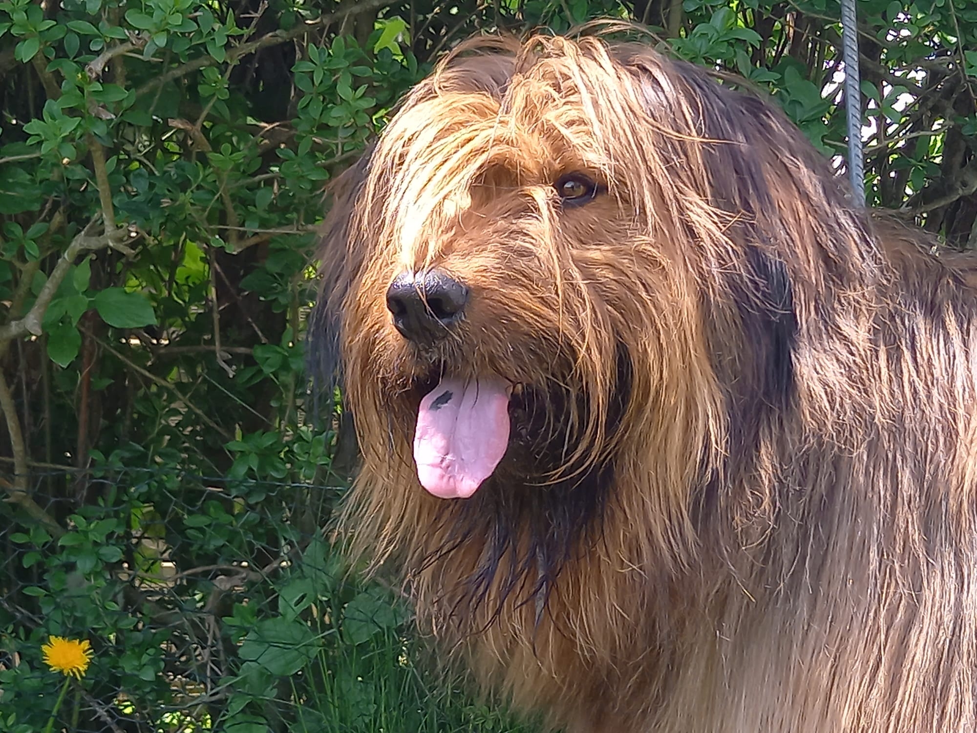 Wäller von der Straubenhalde